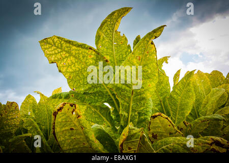 Ein Feld von Tabakpflanzen sind ausgereift und bereit für die Ernte Stockfoto