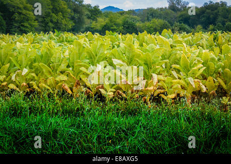 Ein Feld von Tabakpflanzen sind ausgereift und bereit für die Ernte Stockfoto