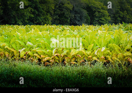 Ein Feld von Tabakpflanzen sind ausgereift und bereit für die Ernte Stockfoto