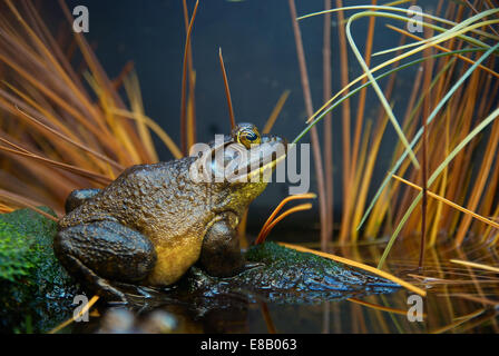 Braun-grüner Frosch auf der Wiese. Sumpf Kröte Stockfoto