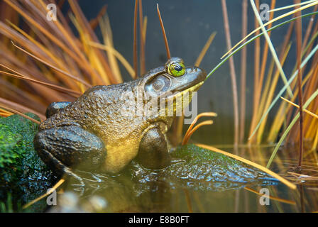 Braun-grüner Frosch auf der Wiese. Sumpf Kröte Stockfoto