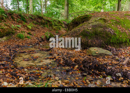 Kleiner Bach durch Hügel im niederländischen Wald Stockfoto