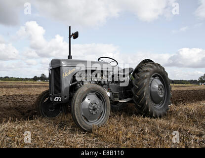 Oldtimer Massey Ferguson-Traktor in einen Acker Stockfoto