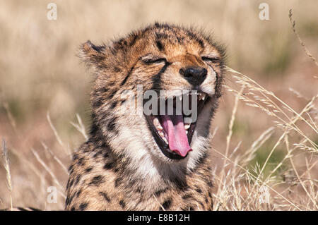 Porträt von niedlich, Cheetah Cub mit in ein Gähnen, offenem Mund Lachen Acinonyx Jubatus, Namibia, Südwestafrika Stockfoto