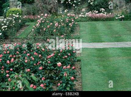 Betten von rosa Rosen im Garten bei Chartwell, einst die Heimat von Sir Winston Churchill Stockfoto