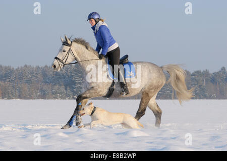 Reiten Sie im Winter auf Rückseite eine französische Pferd (Selle Français) zusammen mit einem Labrador Hund Stockfoto