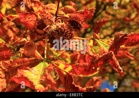 Kastanien im Herbst Blätter Stockfoto