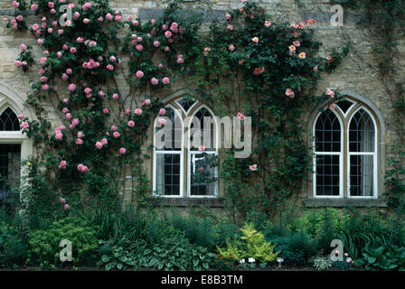 Rosa Kletterrosen auf Stein Landhaus mit gotischen Fenstern Stockfoto