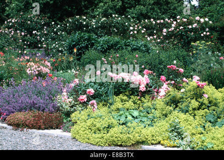 Alchemilla Mollis und Nepeta mit rosa Pfingstrosen im Garten Grenze mit einer rose Hecke im Hintergrund Stockfoto