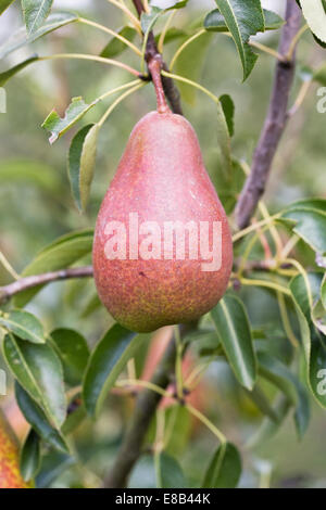 Pyrus Communis "Louise Bonne von Jersey" wächst in einem englischen Obstgarten. Stockfoto