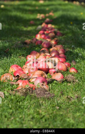 Malus Domestica. Windfall Äpfel auf dem Boden. Stockfoto