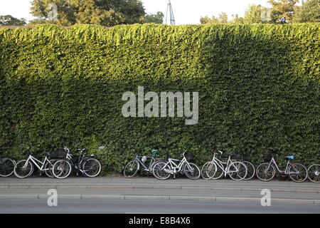 Große Anzahl von Fahrrädern geparkt an der Seite einer Straße mit einer großen Hecke Stockfoto