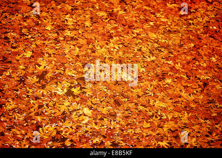 Abstrakte Herbstlaub Hintergrund, trocken orange Ahornblatt schwebend in Wald River, Schönheit der Natur im Herbst-Saison Stockfoto