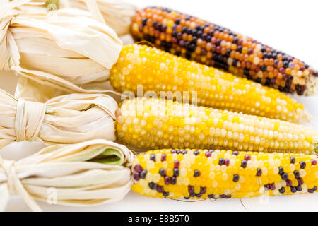 Multi farbige Mais für Thanksgiving Dekoration gemacht. Stockfoto