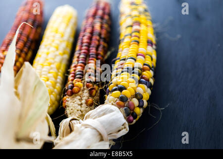 Multi farbige Mais für Thanksgiving Dekoration gemacht. Stockfoto