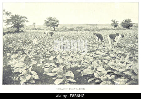 Eine Illustration von 1899 einer Tabakplantage in Kuba, die die Grundrisse der Felder und umliegenden Gebäude zeigt, die für die Tabakproduktion genutzt werden. Stockfoto