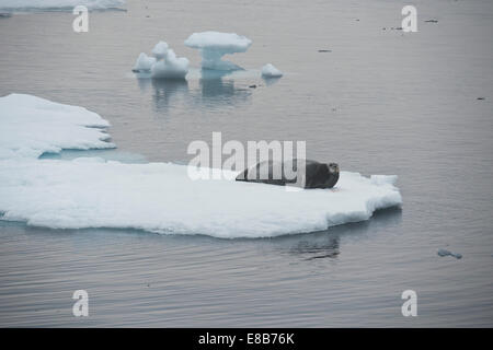 Bärtige Dichtung, Erignathus Barbatus, ruht auf Eisberg, Baffin Island, arktischen Ozean. Stockfoto