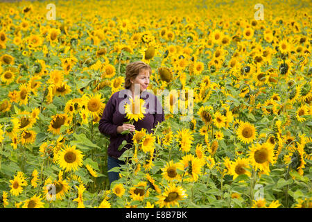 Maria Davies geht durch ein Feld von Sonnenblumen im Dorf Shenton, Leicestershire. Stockfoto