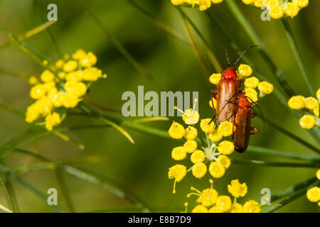 Auf gelbe Fenchel Blume, zwei Rhagonycha Fulva Käfer, rote Soldat. Vereinigtes Königreich. Stockfoto