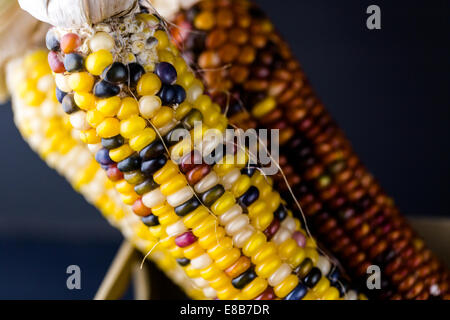 Multi farbige Mais für Thanksgiving Dekoration gemacht. Stockfoto