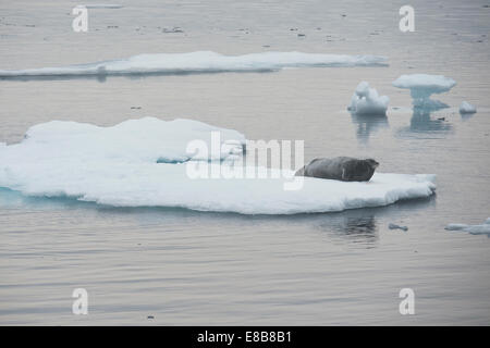 Bärtige Dichtung, Erignathus Barbatus, ruht auf Eisberg, Baffin Island, arktischen Ozean. Stockfoto