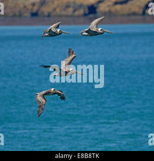 Vier braune Pelikane im Flug Stockfoto