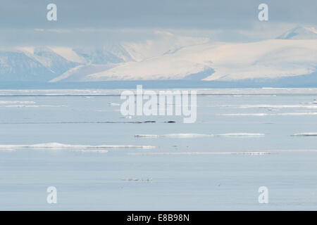 Narwal, oder Narwales, Monodon Monoceros auftauchen bei Milne Bucht, mit Bergen im Hintergrund, Baffin Island, arktischen Ozean. Stockfoto