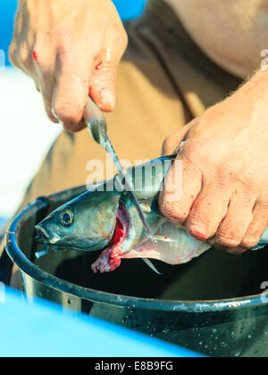 Angeln - Mann Angler Reinigung vorbereiten Fisch an Bord, im Freien. Grausamkeit gegenüber Tieren. Stockfoto