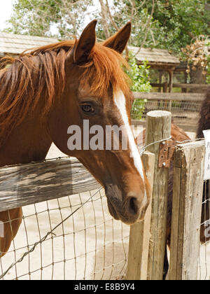 Rotes Pferd Blick über Corral Zaun Stockfoto