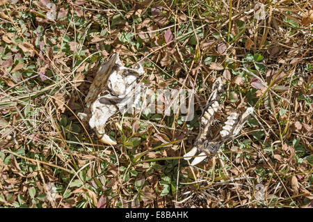 Murmeltier Totenkopf auf einer Almwiese Stockfoto