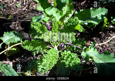 Grünkohl oder wird (Brassica Oleracea Acephala Gruppe) Stockfoto