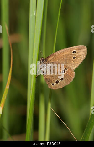 Ein Ringel Schmetterling ruht auf Rasen, Norfolk, England, UK. Stockfoto