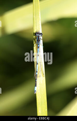 Eine männliche Variable Damselfly ruht auf einem Grashalm Rasen, Norfolk, England, UK. Stockfoto