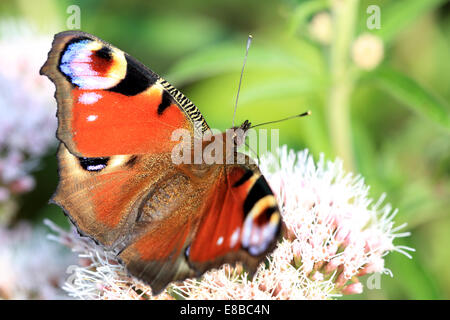 Ein Tagpfauenauge auf Hanf-Agrimony Blumen, Norfolk, Großbritannien. Stockfoto