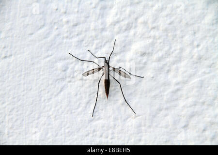 Crane Fly, Papa lange Beine Tipulidae auf weißem Hintergrund Stockfoto