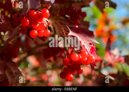 Rote Beeren von Viburnum in einem herbstlichen Garten Stockfoto