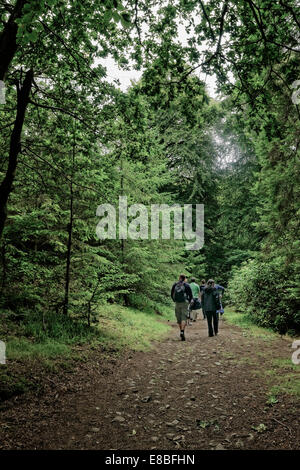 Menschen zu Fuß auf schattigen Feldweg durch immergrünen Wald (Hochformat). Stockfoto