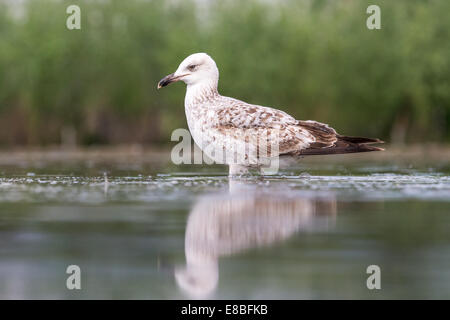 Sub-adulten Yellow-legged Möve (Larus Michahellis) im flachen Wasser stehend Stockfoto