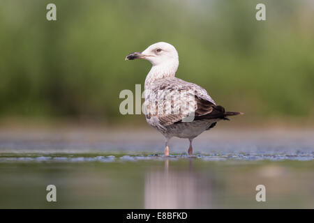 Sub-adulten Yellow-legged Möve (Larus Michahellis) im flachen Wasser stehend Stockfoto