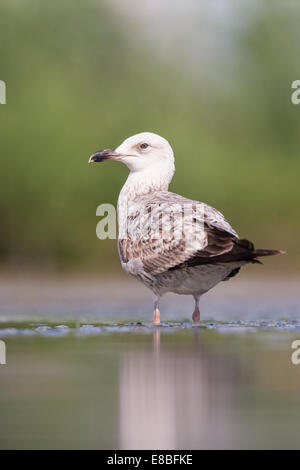 Sub-adulten Yellow-legged Möve (Larus Michahellis) im flachen Wasser stehend Stockfoto