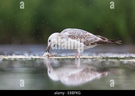 Unter Erwachsenen Yellow-legged Möve (Larus Michahellis) einen Fisch Kadaver im seichten Wasser Reinigung Stockfoto