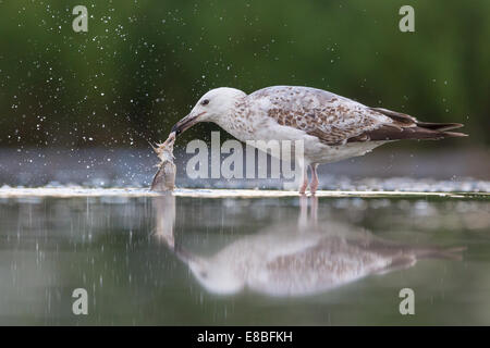 Unter Erwachsenen Yellow-legged Möve (Larus Michahellis) einen Fisch Kadaver im seichten Wasser Reinigung Stockfoto