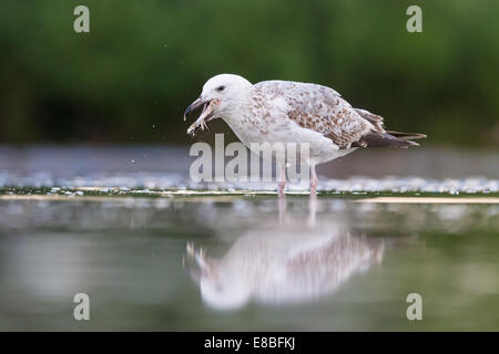 Unter Erwachsenen Yellow-legged Möve (Larus Michahellis) einen Fisch zu essen Stockfoto