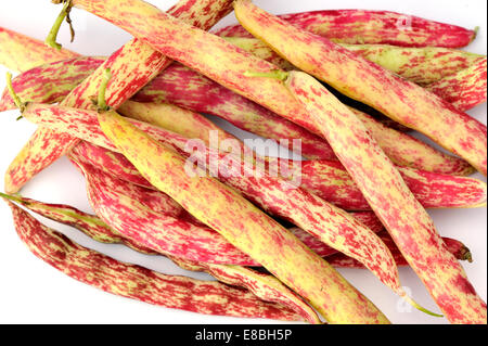 Frische Borlotti Beans in Hülsen, eine Vielzahl von Cranberry Bean auf weißem Hintergrund Stockfoto