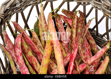 Frische Borlotti Beans in Schoten frisch gepflückt, eine Vielzahl von Cranberry Bohne im Weidenkorb Stockfoto