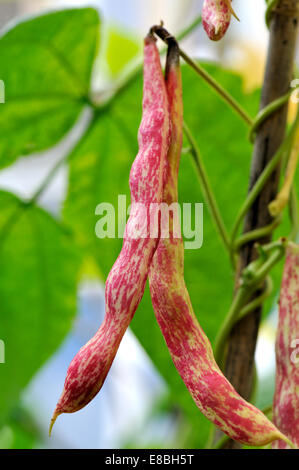 Frische Borlotti Beans wächst in Schoten bereit für die Kommissionierung, einer Vielzahl von Cranberry Bohne Stockfoto