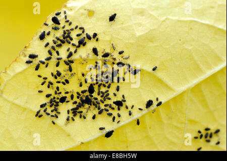 BlackFly, schwarze Bohne Blattläuse (Aphis Fabae) auf der Unterseite des Blattes Bohne Stockfoto