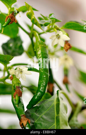 Cayenne Chilis wachsen im Königreich Garten Stockfoto