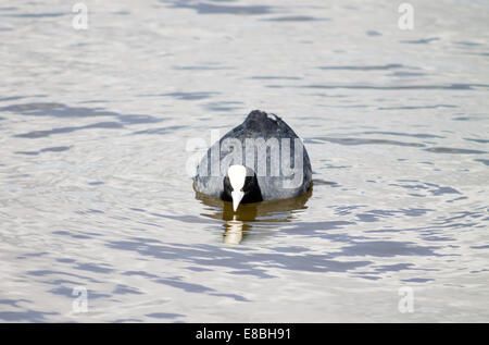 Blässhuhn im Teich schwimmen. Stockfoto