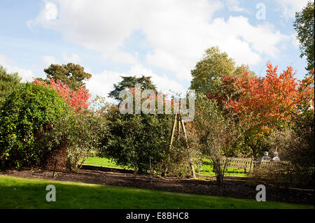 Schöne Bäume in Kew Gardens zeigt atemberaubende herbstliche rötliche Farbenänderungen an den Blättern. Stockfoto